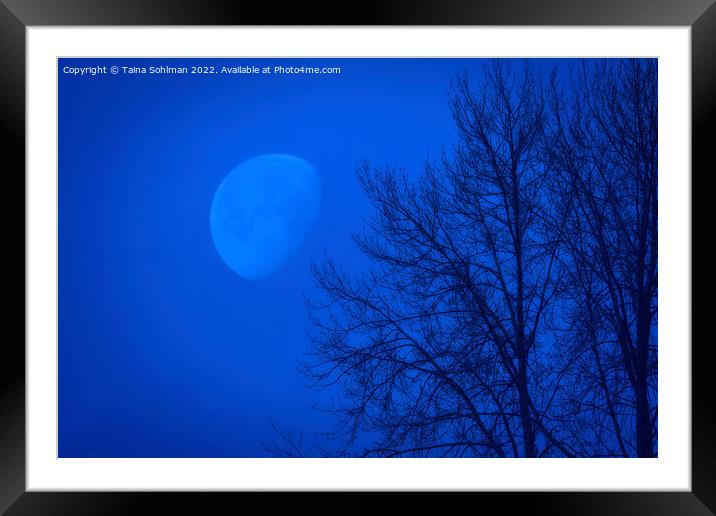Cobalt Moon Framed Mounted Print by Taina Sohlman