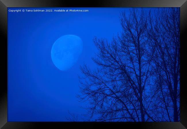 Cobalt Moon Framed Print by Taina Sohlman