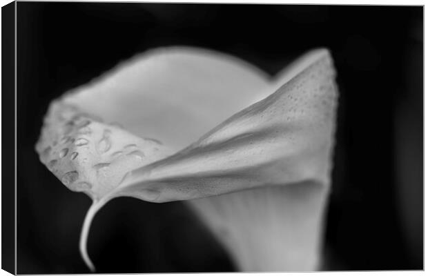 Black and white Cala Lily Canvas Print by Phil Crean