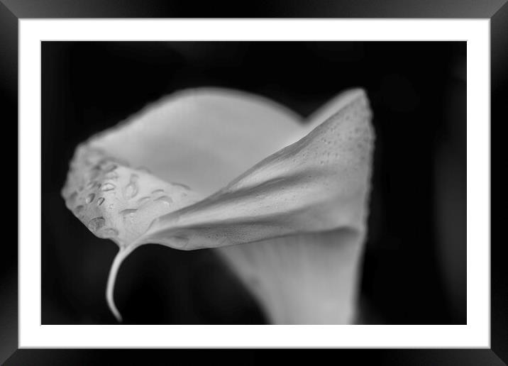Black and white Cala Lily Framed Mounted Print by Phil Crean