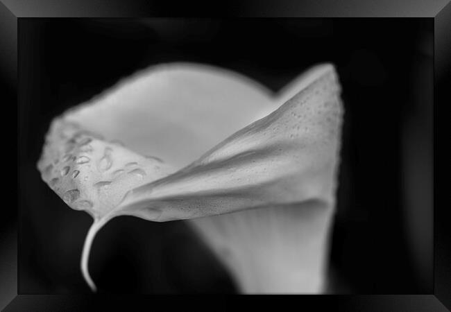 Black and white Cala Lily Framed Print by Phil Crean
