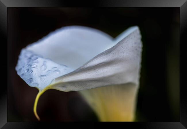 Cala lily Framed Print by Phil Crean