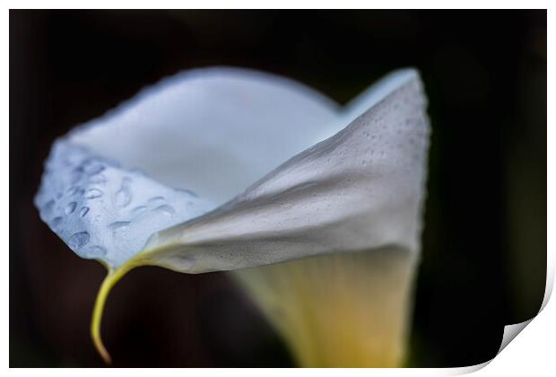 Cala lily Print by Phil Crean