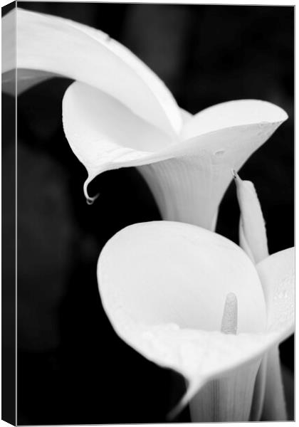 White lilies Canvas Print by Phil Crean