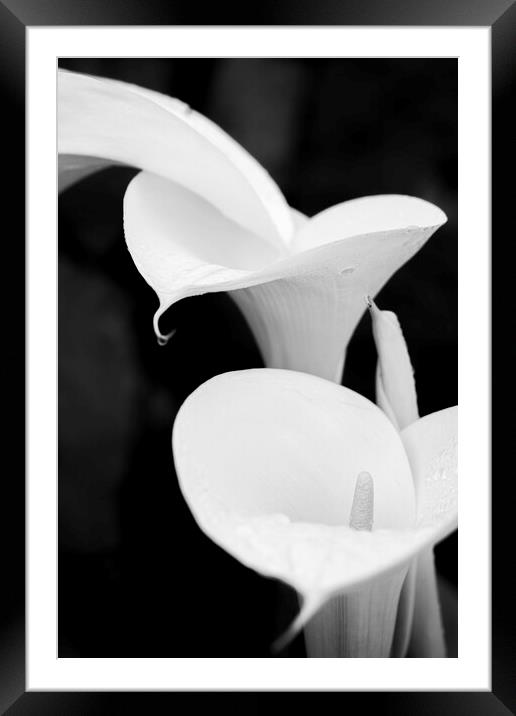 White lilies Framed Mounted Print by Phil Crean