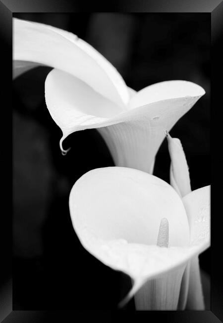 White lilies Framed Print by Phil Crean