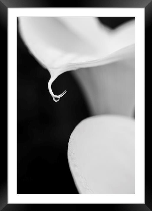 White lilies and raindrop Framed Mounted Print by Phil Crean