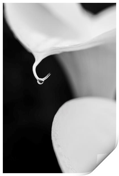 White lilies and raindrop Print by Phil Crean