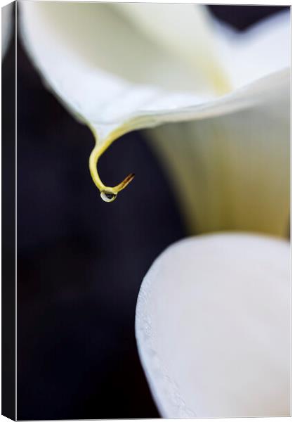 White lilies and rain drop Canvas Print by Phil Crean