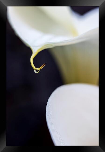 White lilies and rain drop Framed Print by Phil Crean