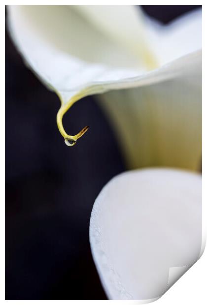 White lilies and rain drop Print by Phil Crean