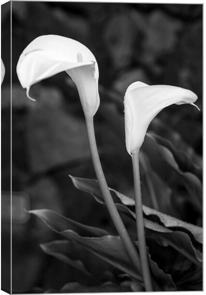 Cala lillies in black and white Canvas Print by Phil Crean