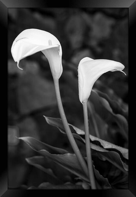 Cala lillies in black and white Framed Print by Phil Crean