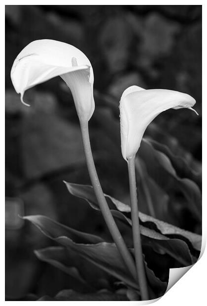 Cala lillies in black and white Print by Phil Crean
