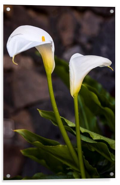 Aurum lillies Acrylic by Phil Crean