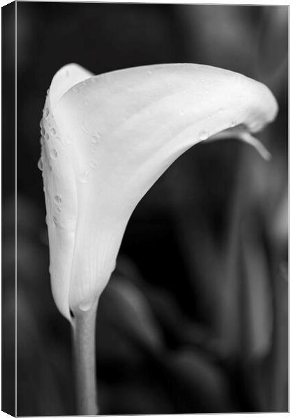 White lily and raindrops Canvas Print by Phil Crean