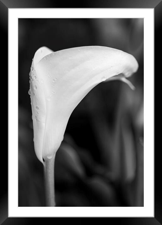 White lily and raindrops Framed Mounted Print by Phil Crean
