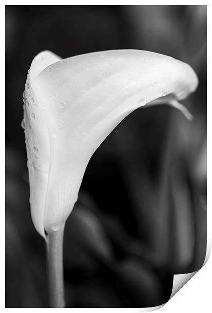 White lily and raindrops Print by Phil Crean