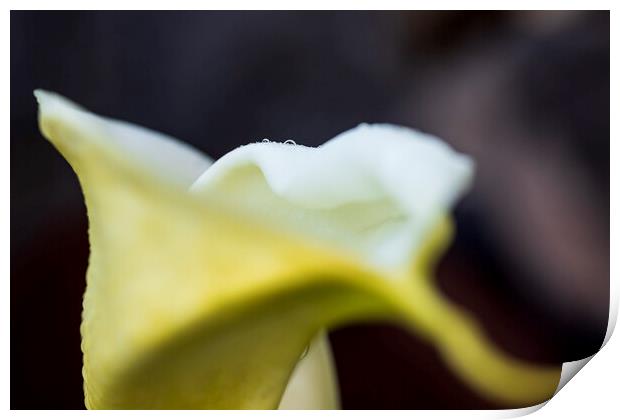 White lily abstract Print by Phil Crean