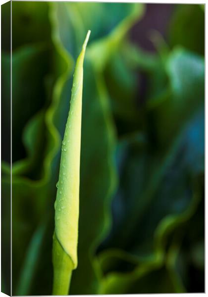 Lily bud Canvas Print by Phil Crean