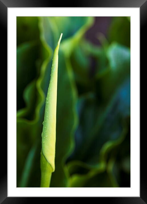 Lily bud Framed Mounted Print by Phil Crean
