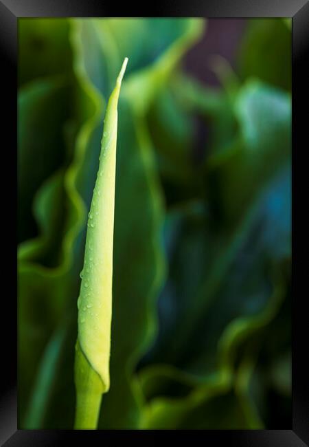 Lily bud Framed Print by Phil Crean