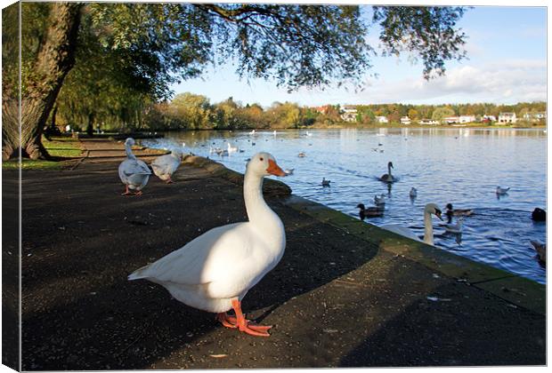 Geese at Linlithgow Loch Canvas Print by Tom Gomez