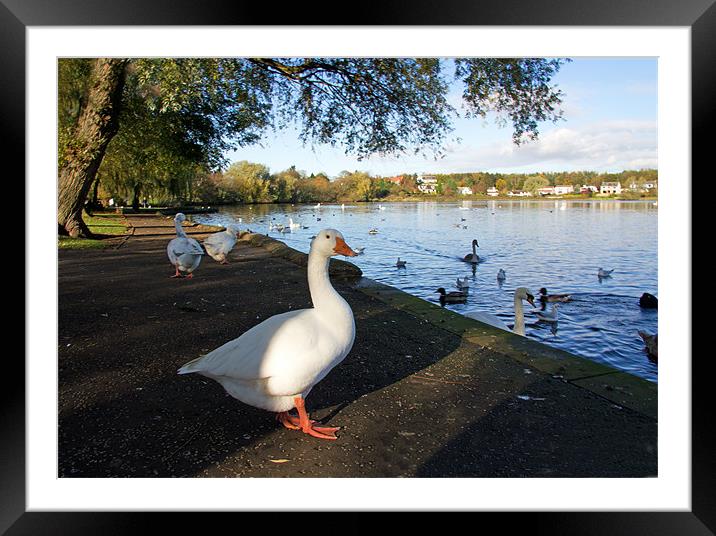 Geese at Linlithgow Loch Framed Mounted Print by Tom Gomez