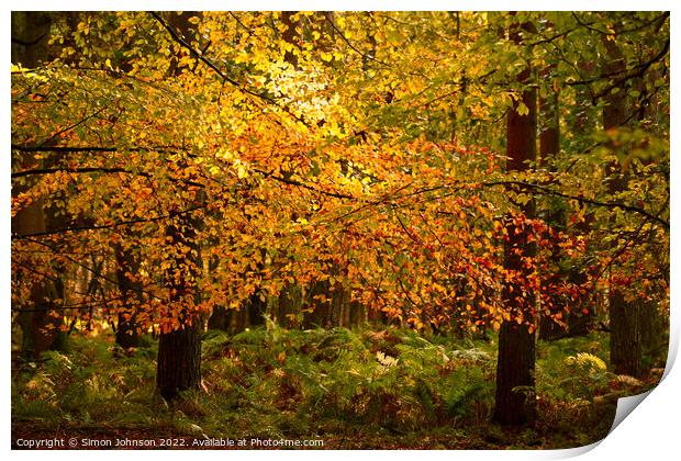 sunlit beech leaves  Print by Simon Johnson