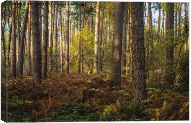 An autumnal walk around Delamere Forrest in Cheshire Canvas Print by Peter Stuart