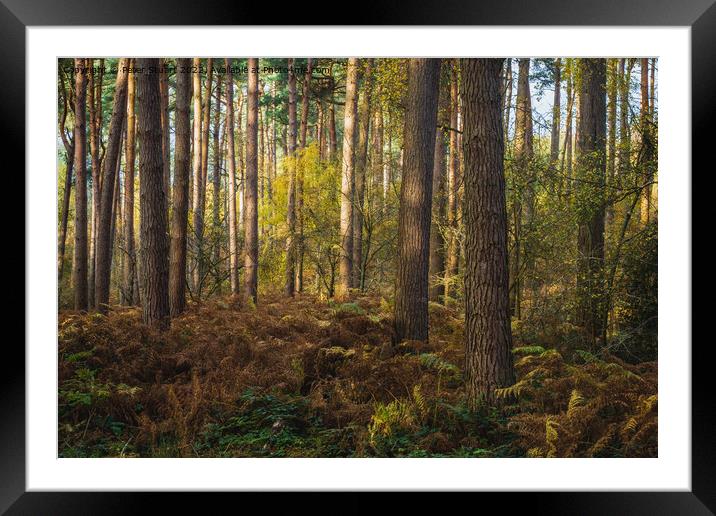 An autumnal walk around Delamere Forrest in Cheshire Framed Mounted Print by Peter Stuart