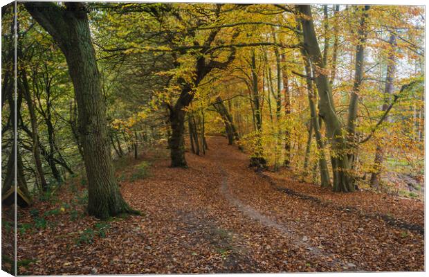 An autumnal walk around Delamere Forrest in Cheshire Canvas Print by Peter Stuart