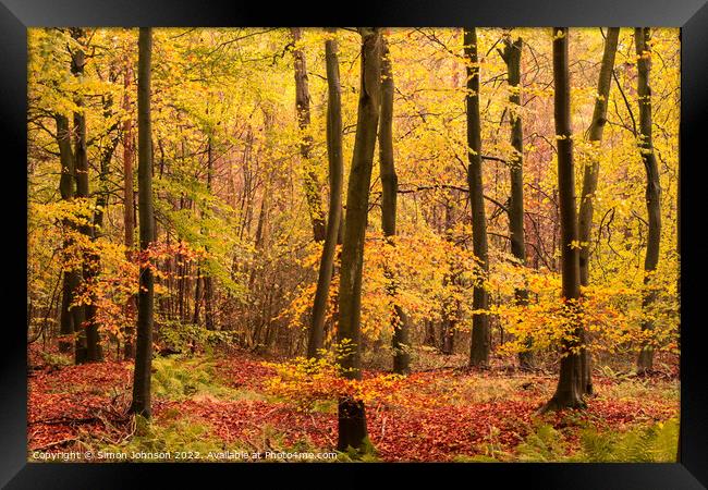 AUTUMN COLOUR Framed Print by Simon Johnson