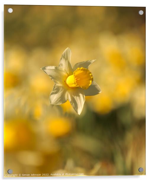 Daffodils  flower Acrylic by Simon Johnson