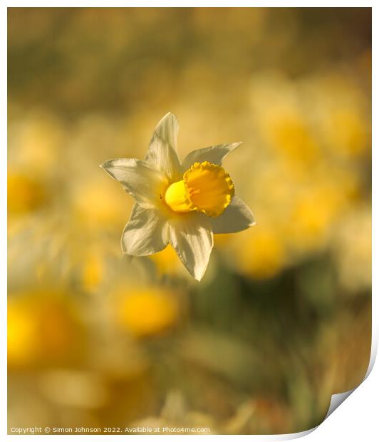 Daffodils  flower Print by Simon Johnson