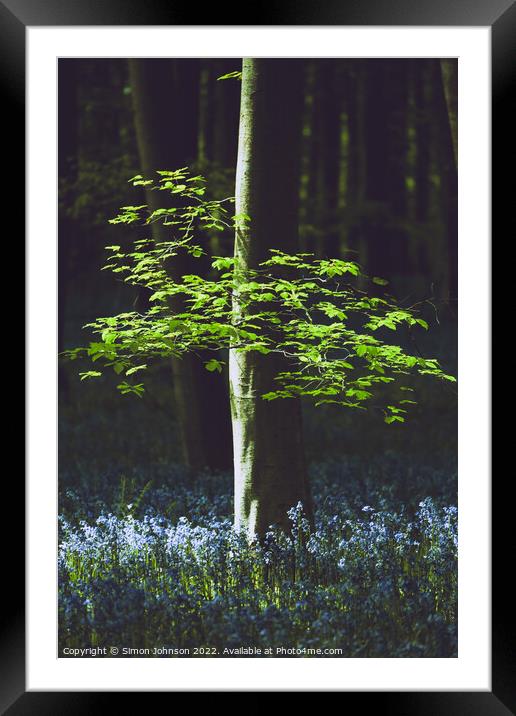 bluebells and leaves  Framed Mounted Print by Simon Johnson