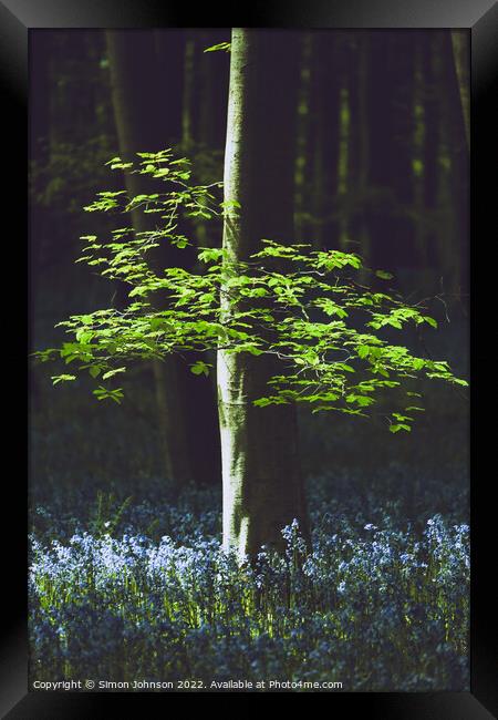 bluebells and leaves  Framed Print by Simon Johnson