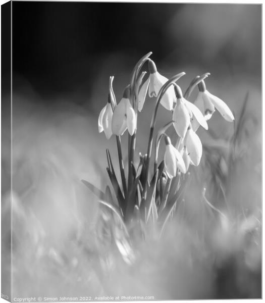 A close up of  Snowdrops monochrome  Canvas Print by Simon Johnson