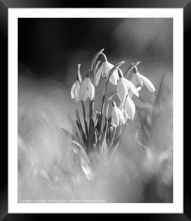A close up of  Snowdrops monochrome  Framed Mounted Print by Simon Johnson