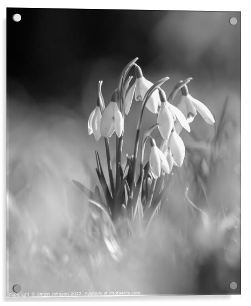 A close up of  Snowdrops monochrome  Acrylic by Simon Johnson