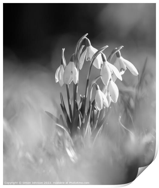 A close up of  Snowdrops monochrome  Print by Simon Johnson