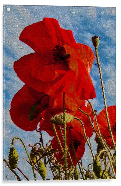 Poppies (i of 3) Acrylic by Joyce Storey