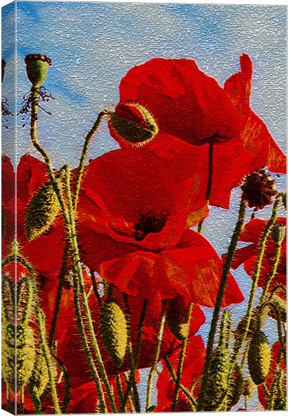 Poppies (1 of 3) Canvas Print by Joyce Storey
