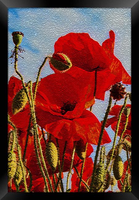 Poppies (1 of 3) Framed Print by Joyce Storey