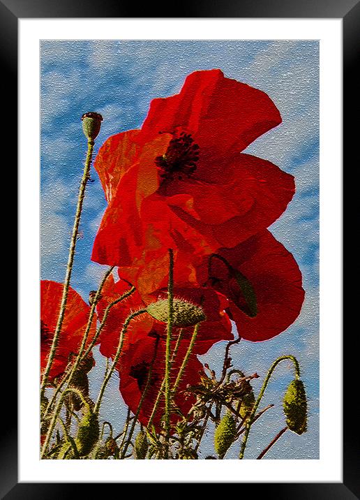 Poppies 1 of 3 Framed Mounted Print by Joyce Storey