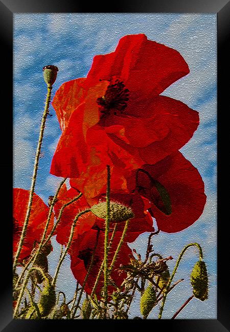 Poppies 1 of 3 Framed Print by Joyce Storey