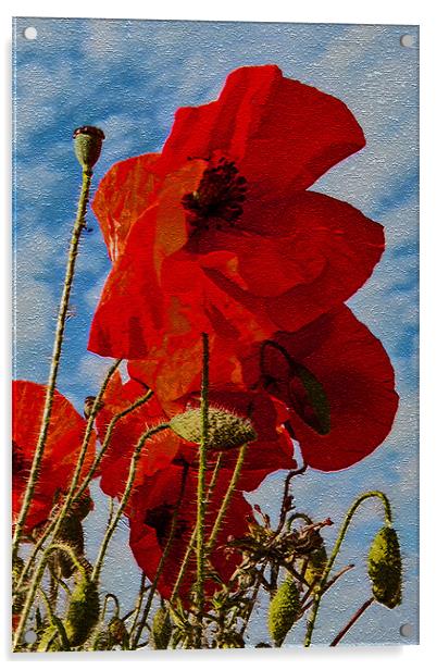 Poppies 1 of 3 Acrylic by Joyce Storey
