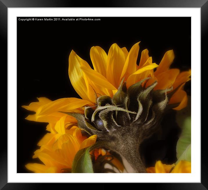 Sunflower Framed Mounted Print by Karen Martin