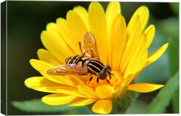 Hoverfly on a Marigold Canvas Print by Susan Snow