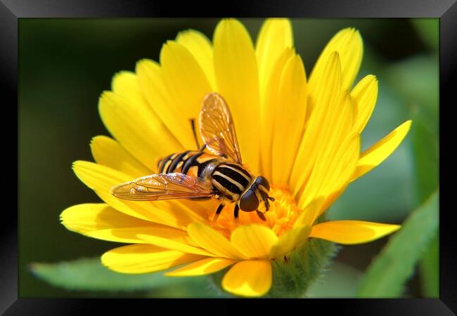 Hoverfly on a Marigold Framed Print by Susan Snow